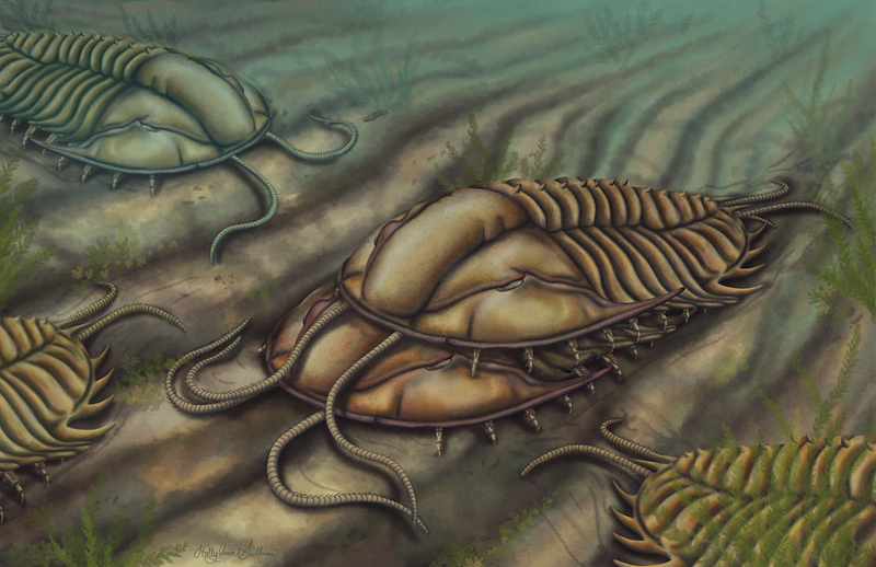 Trilobite_amplex_Sullivan