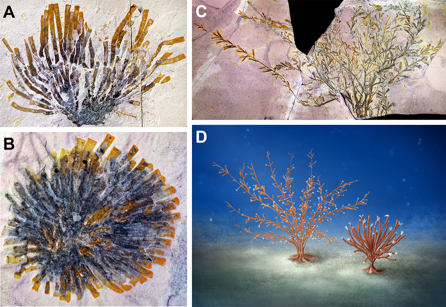 marjum_graptolites