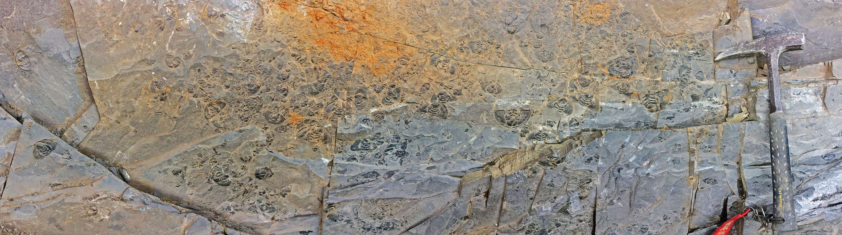Rosella_trilobite_bed