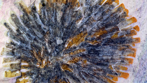 Sphenoecium