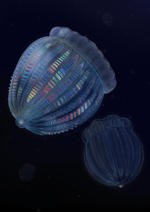 iscience_reconstruction_2021