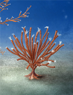 sphenoecium_marjumensis_may_2024
