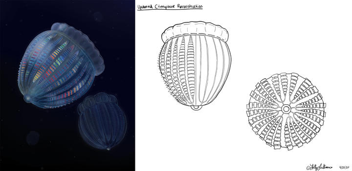 Cambrian ctenophores progress