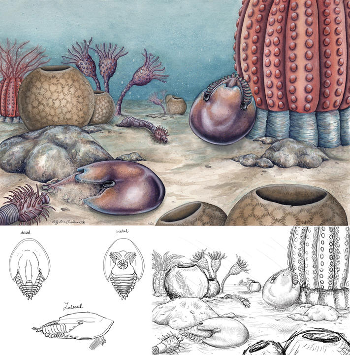 Cambroraster Sulliivan