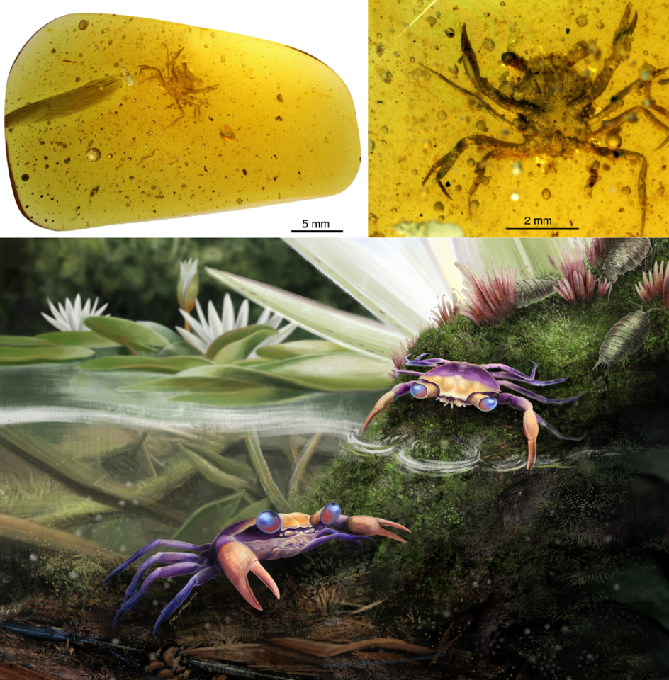 CretaceousCrabLuque