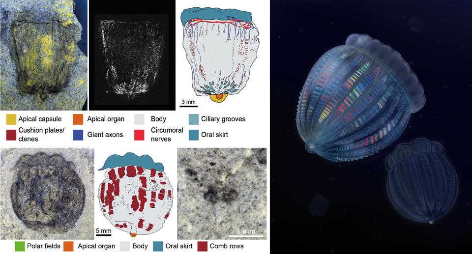 Ctenophores