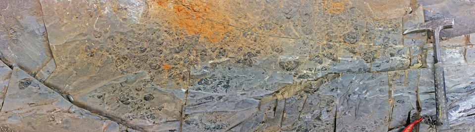 Rosella_trilobite_bed